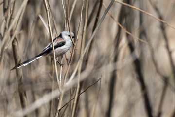 Long-tailed tit sitting on the branch.  Kiev. Ukraine, 2018.