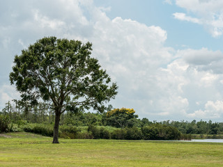 Large tree on a landscaped field next to a lake.