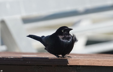 Black crow bird and depth of field. Blurry background.