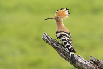 Upupa epops hoopoe