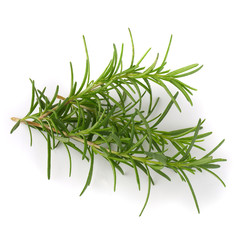 Fresh raw Rosemary isolated on a white background