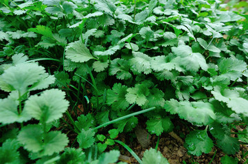 Green coriander plants in growth at garden