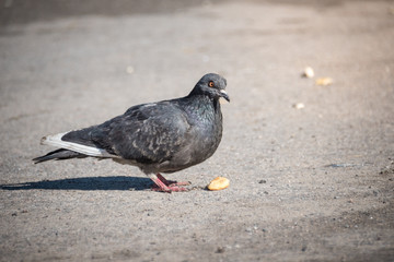 city pigeon walking on spring street