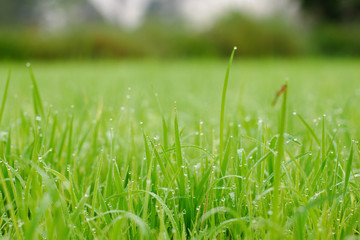 Beautiful abstract view of young paddy plants, View of paddy fields