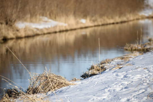 dry grass and snow in spring along the river Bank