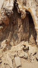 ankor wat temple complex