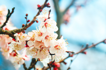 Apricot tree in spring with beautiful flowers. Gardening. Selective focus.