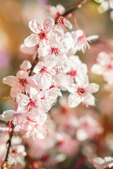 Apricot tree in spring with beautiful flowers. Gardening. Selective focus.