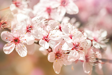 Apricot tree in spring with beautiful flowers. Gardening. Selective focus.
