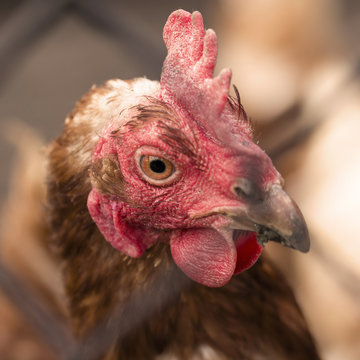 Detail of head of hen brown.