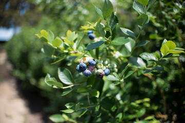 Fresh blueberrys on the branch on a blueberry field farm green and ripe