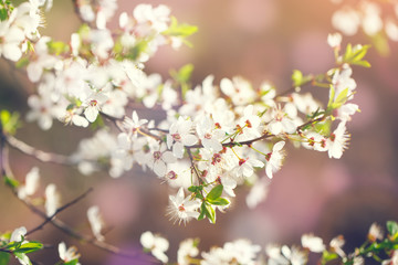 Beautiful blooming Apple trees in the spring garden. Close up.