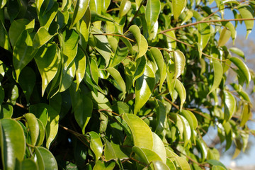 green leaf in sunny day