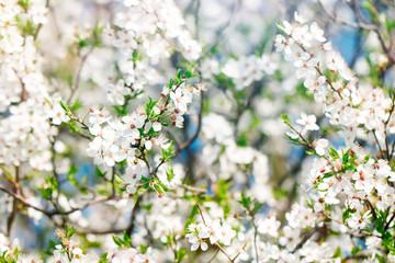 Beautiful blooming Apple trees in the spring garden. Close up.