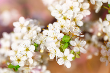Beautiful blooming Apple trees in the spring garden. Close up.