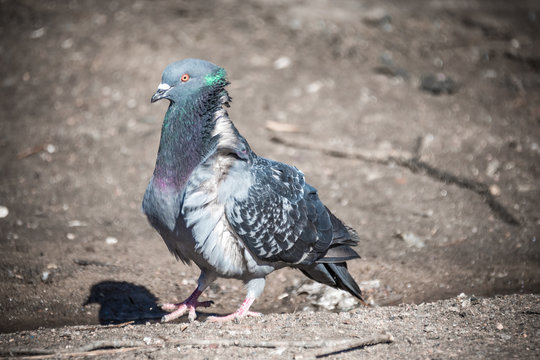 ruffled city pigeon walking on spring street