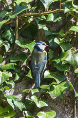 Tit, beautiful bird perched on a tree trunk, making its nest
