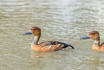 Fulvous Whistling Duck, beautiful colorful birds swimming in the pond
