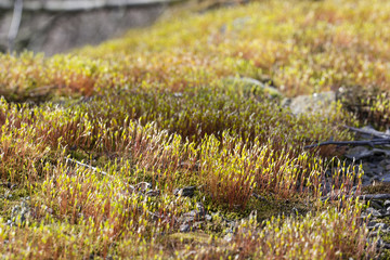 Moss seeds in the wild.