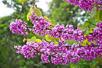 Obraz premium Blooming Judas tree