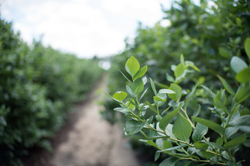 Field of blueberries, row of bushes with future berries against the blue sky. Farm with berries in sunny Florida.