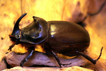 жук Носорог, дерево, кора, Rhino beetle, tree, bark
