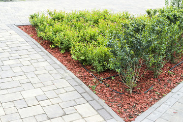 Color bark in decorating flowerbeds with decorative landscape bushes