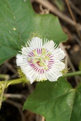 passiflora foetida flower in nature garden