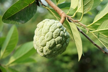 fresh green Sugar Apple fruit in nature garden