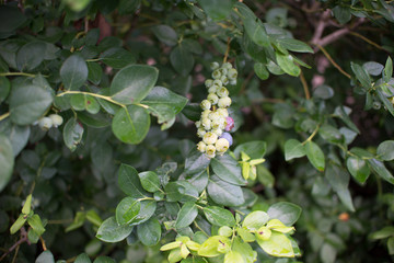 Fresh blueberrys on the branch on a blueberry field farm green and ripe