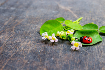 Flower With Red Lady Bug Clay