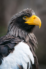 Steller's sea eagle, Haliaeetus pelagicus a large bird of prey lives in coastal northeastern Asia. Large yellow bill. 