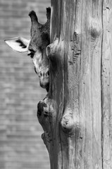 Fototapeta na wymiar Black and white photo of a giraffe looking from behind the tree. Funny moment from Prague ZOO. Giraffe's face with brick wall in the background.
