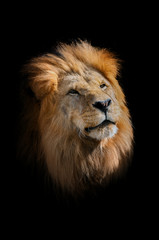 The lion, panthera leo. Portrait of majestic mammal. Face of african beast. Big male lion's head.