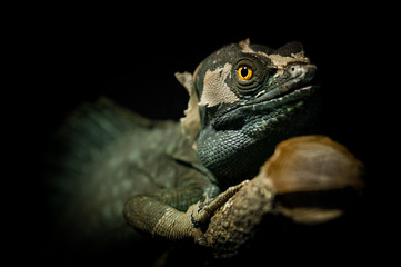 The plumed basilisk, Basiliscus plumifrons sitting on the tree. Night photo of green reptile with orange eyes. Animal green with bright yellow eyes and small bluish spots along the dorsal ridge.