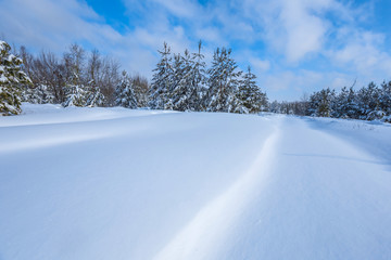 winter snowbound pine tree forest under a cloudy sky