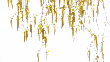 Birkenblüten vor weissem Hintergrund 