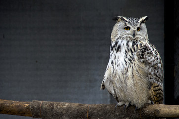 An owl on a gray background sits on a branch.