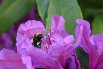 Hummel in einer Hibiskusblüte © Andreas