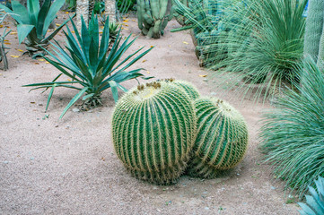 Golden Barrel Cactus
