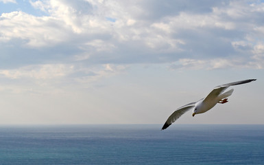 seagull flies high in the sky, over sea