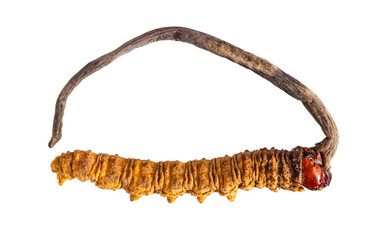 Close up Ophiocordyceps sinensis (Cordyceps sinensis) a fungus that grows on insects, isolated on white background