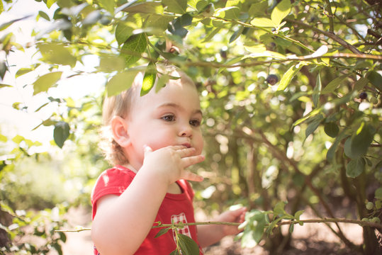 Littile girl toddler at a Florida Blueberry farm picking and eating hapily