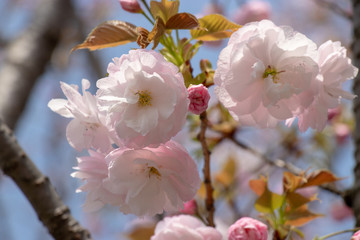 Cherry blossoms of late bloom