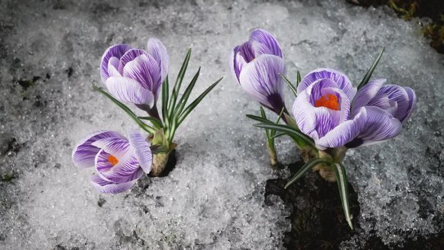 Early spring. Snow melting and crocus flower blooming. Time lapse. Close up