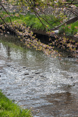 Cherry blossoms and flower rafts along the river of Funabashi City, Chiba Prefecture, Japan