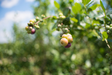 Fresh blueberrys on the branch on a blueberry field farm green and ripe