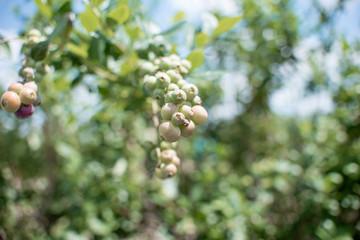 Fresh blueberrys on the branch on a blueberry field farm green and ripe