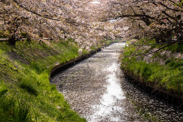 Cherry blossoms and flower rafts along the river of Funabashi City, Chiba Prefecture, Japan