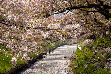 Cherry blossoms and flower rafts along the river of Funabashi City, Chiba Prefecture, Japan